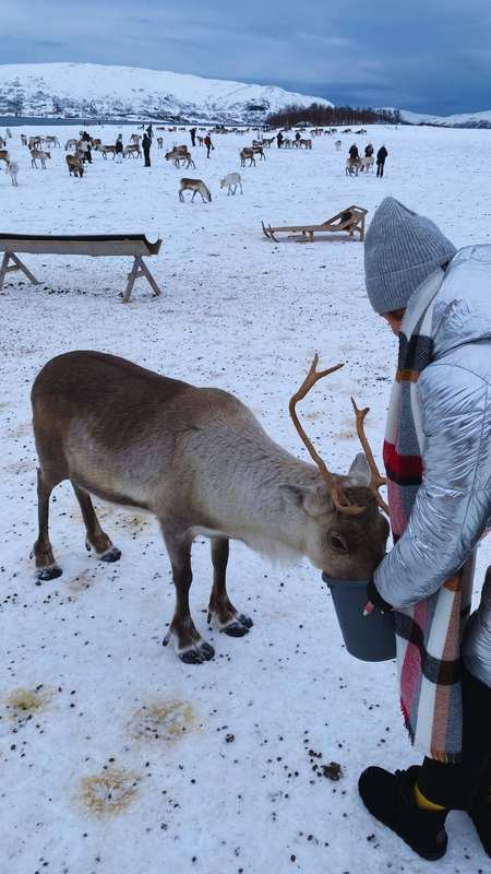 Tromsø Arctic Reindeer, Northern Norway — Tromsø Arctic Reindeer is a Sámi-run reindeer camp near Tromsø where you can meet and feed reindeer, try a sled ride in season, and hear local Sámi stories by the fire.